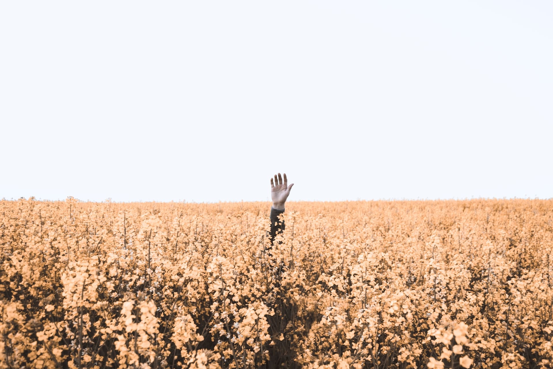 A hand outstretched in a field of grains